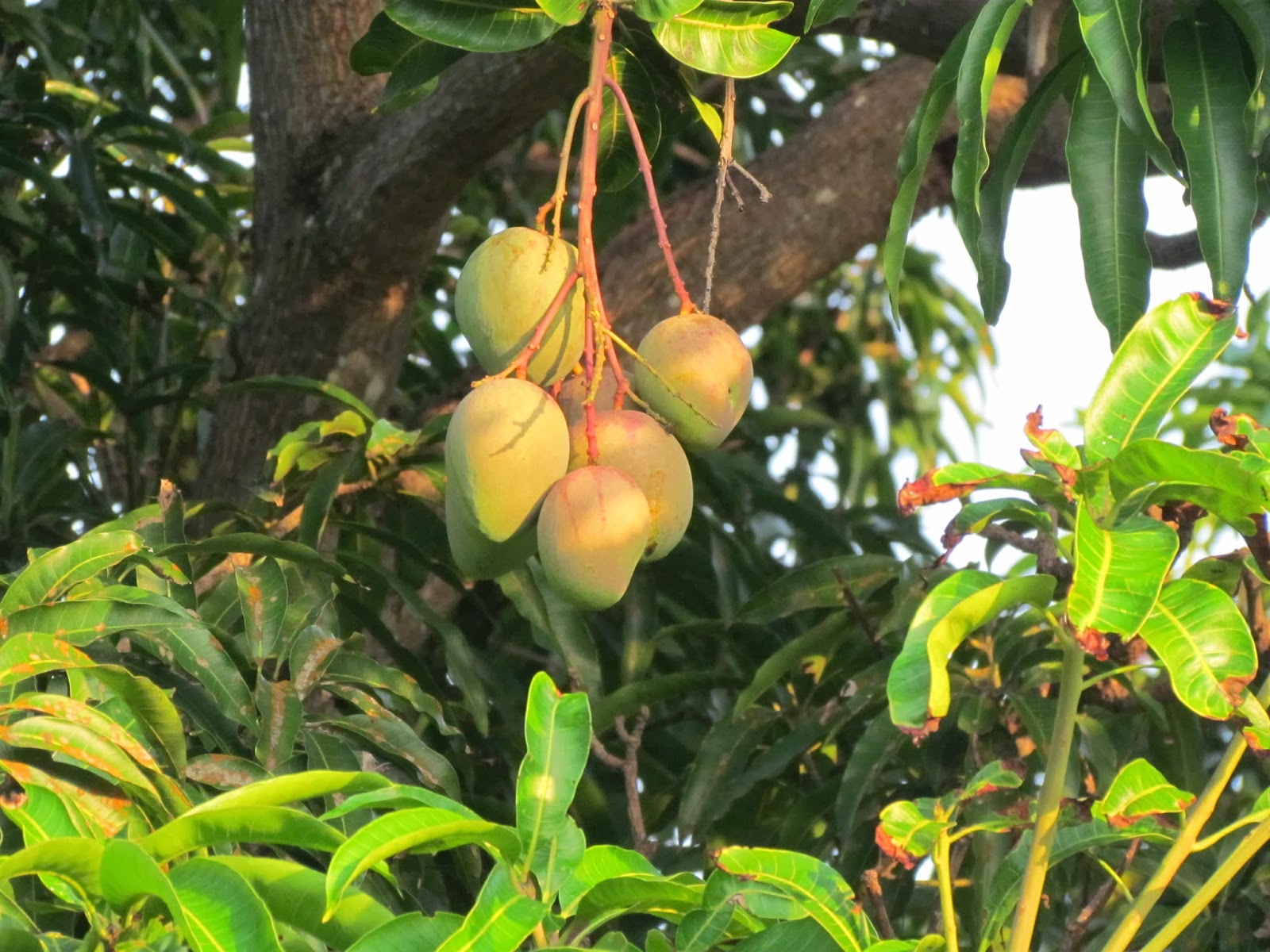 Манго шри ланка. Бодхи манго. Манго в Абхазии. Манго Гватемала.