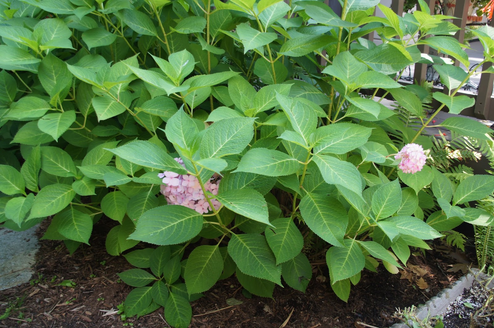 Limelight And Little Lime Hydrangea Great Shrubs For Any Garden