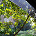CCM: Jalan-Jalan Sekitar Ipoh; Tasik Cermin, Clearwater Sanctuary, Tin Dredging & Kelli's Castle