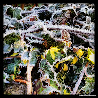 Frozen ivy