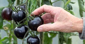 بالصور: أول طماطم سوداء في بريطانيا