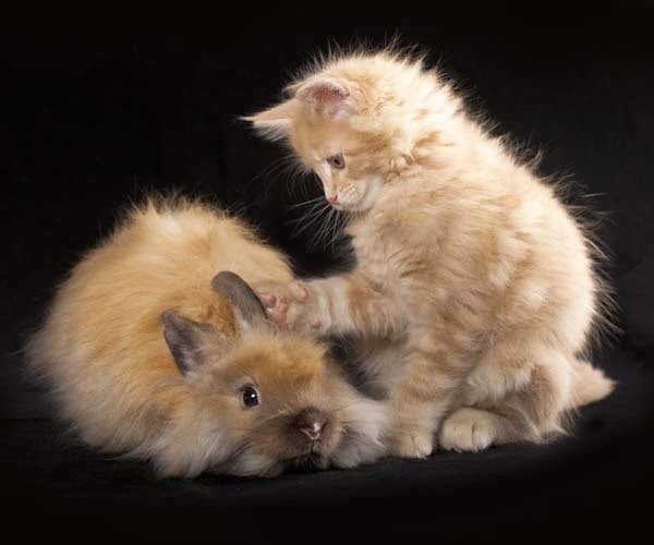 Here Are 24 Awesome Things You Didn't Know About Animals. #11 Just Made My Week. - Here are two kittens (baby rabbits are 