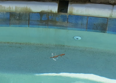 mating dragonflies, Sunday, July 17, 2016, 9:59:43 AM