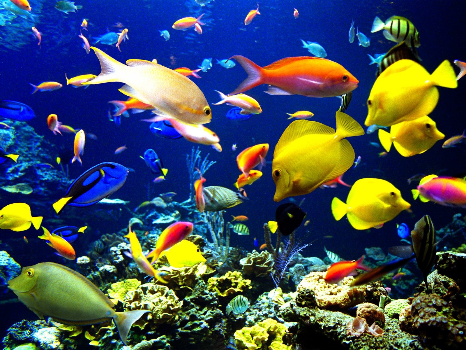 World's All Amazing Things, Pictures,Images And Wallpapers: Fish In Groups Underwater ...1600 x 1200