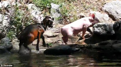 little goad climbing a rock nearby river followed by a pig