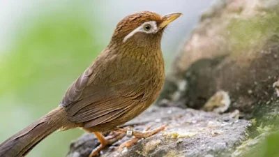 Chim họa mi bị khàn tiếng và cách chữa trị