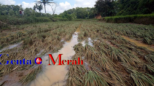 Dihantam Banjir, Puluhan Hektar Sawah di Banjit Terancam Puso
