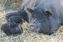 American Guinea Hogs