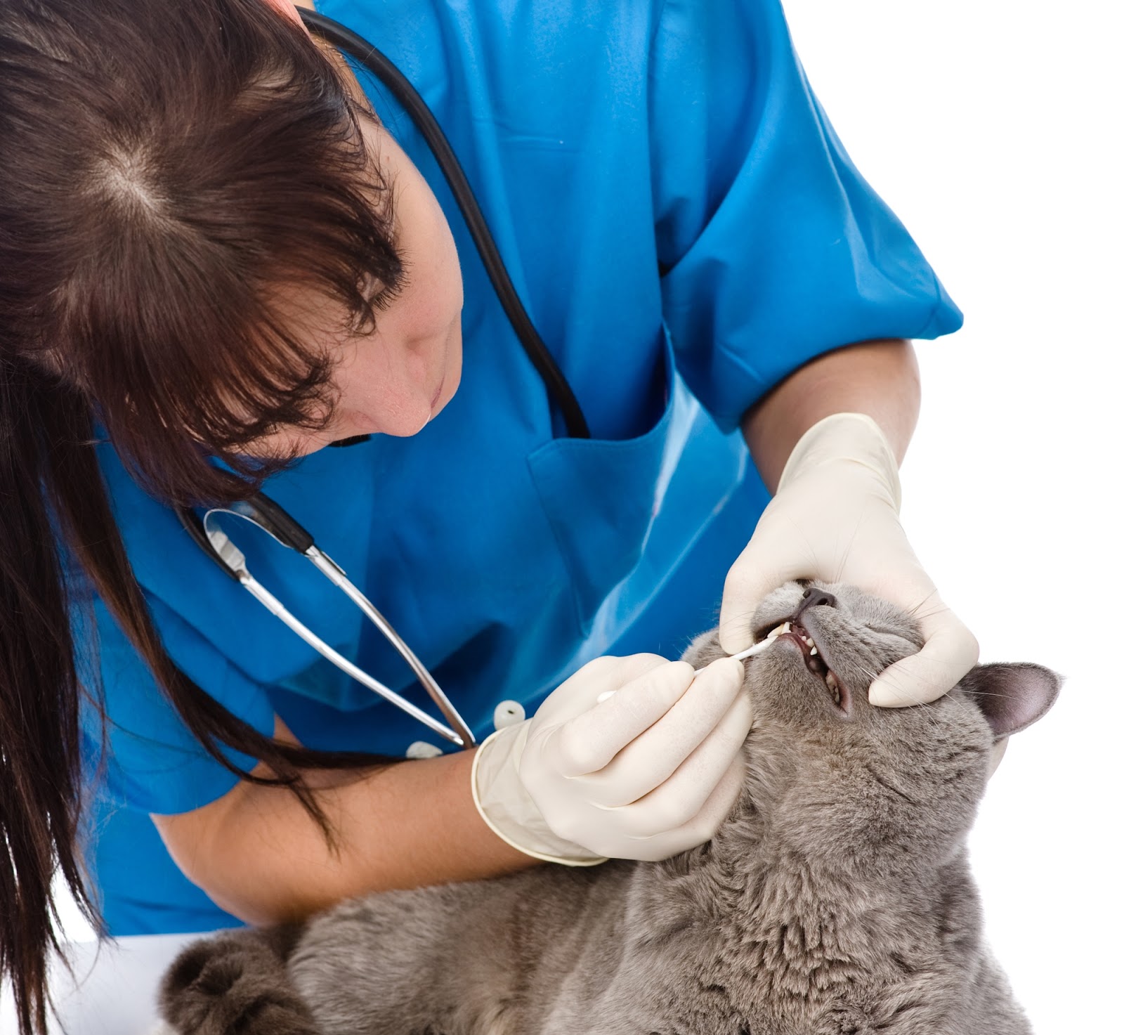 5 Signs Your Cat Needs Dental Care Lola The Rescued Cat
