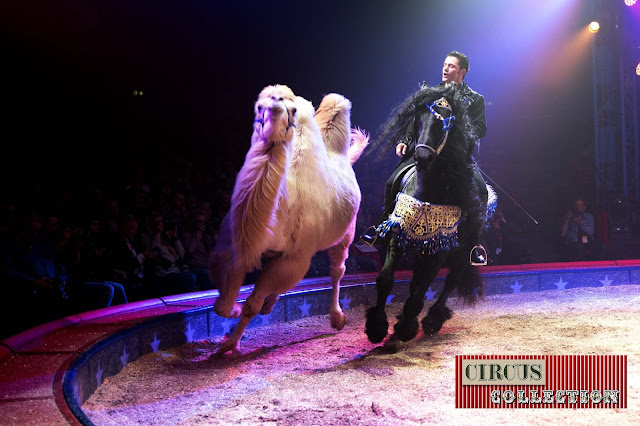 Spectacle, chevaux, chameaux, Maycol Errani