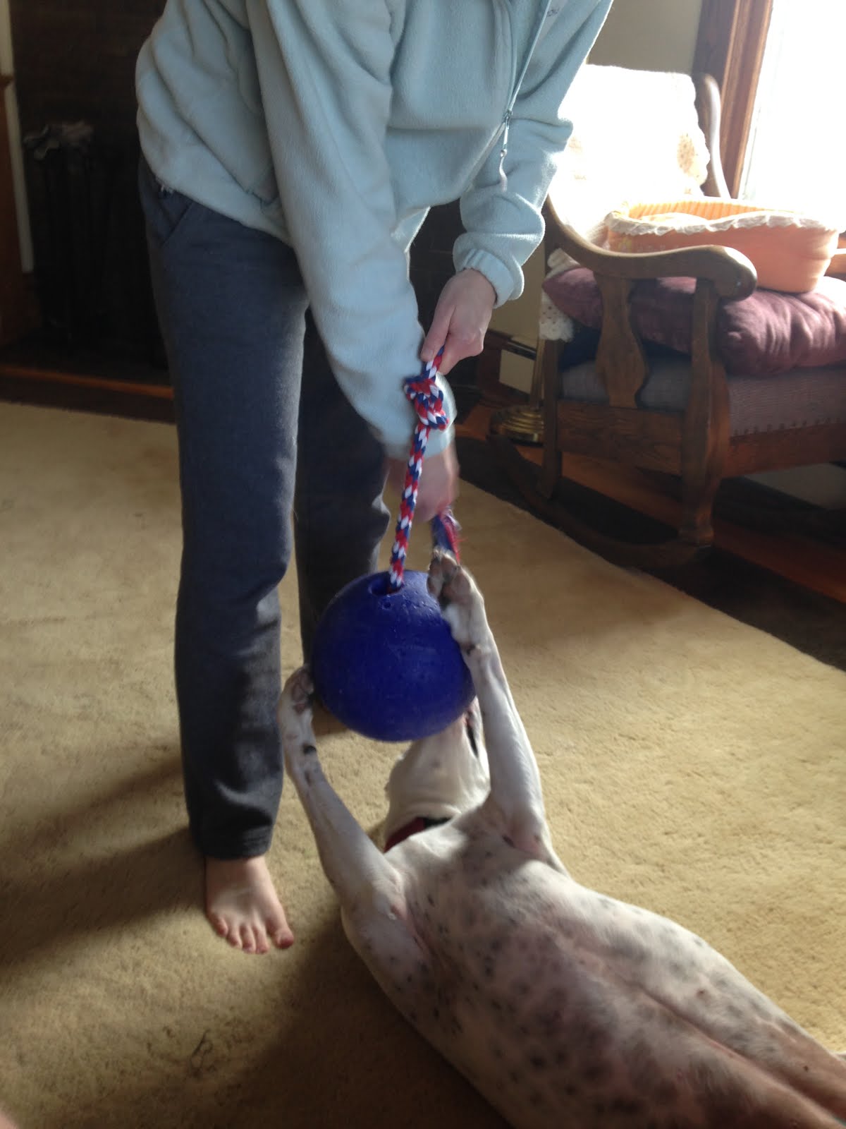 Deaf Dogs and Benevolent Gnomes New Jolly Ball Rope