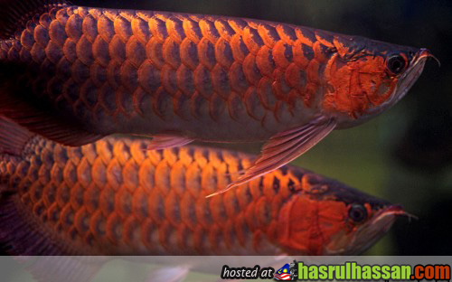 Ikan Kelisa Emas Pramong Nomjam Thai Tuala