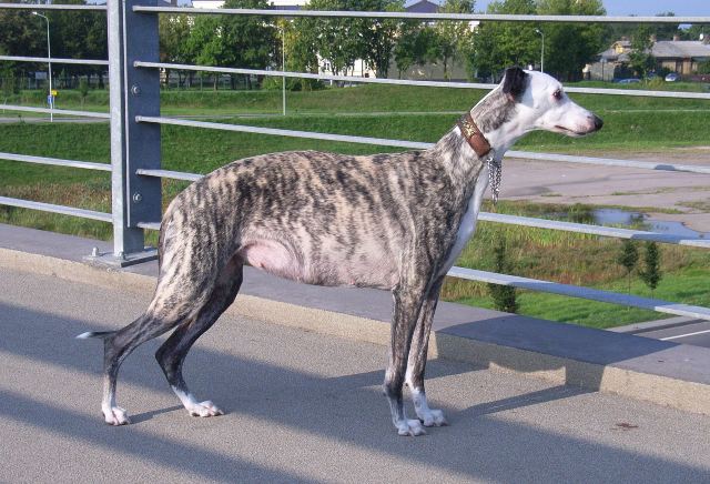 stabmeldys-whippets-gella-52-days-pregnant