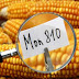 Μεταλλαγμένα: η Ελλάδα μπλόκαρε καλαμπόκι της Monsanto