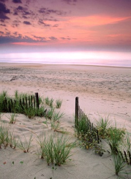 beach dune grass poster