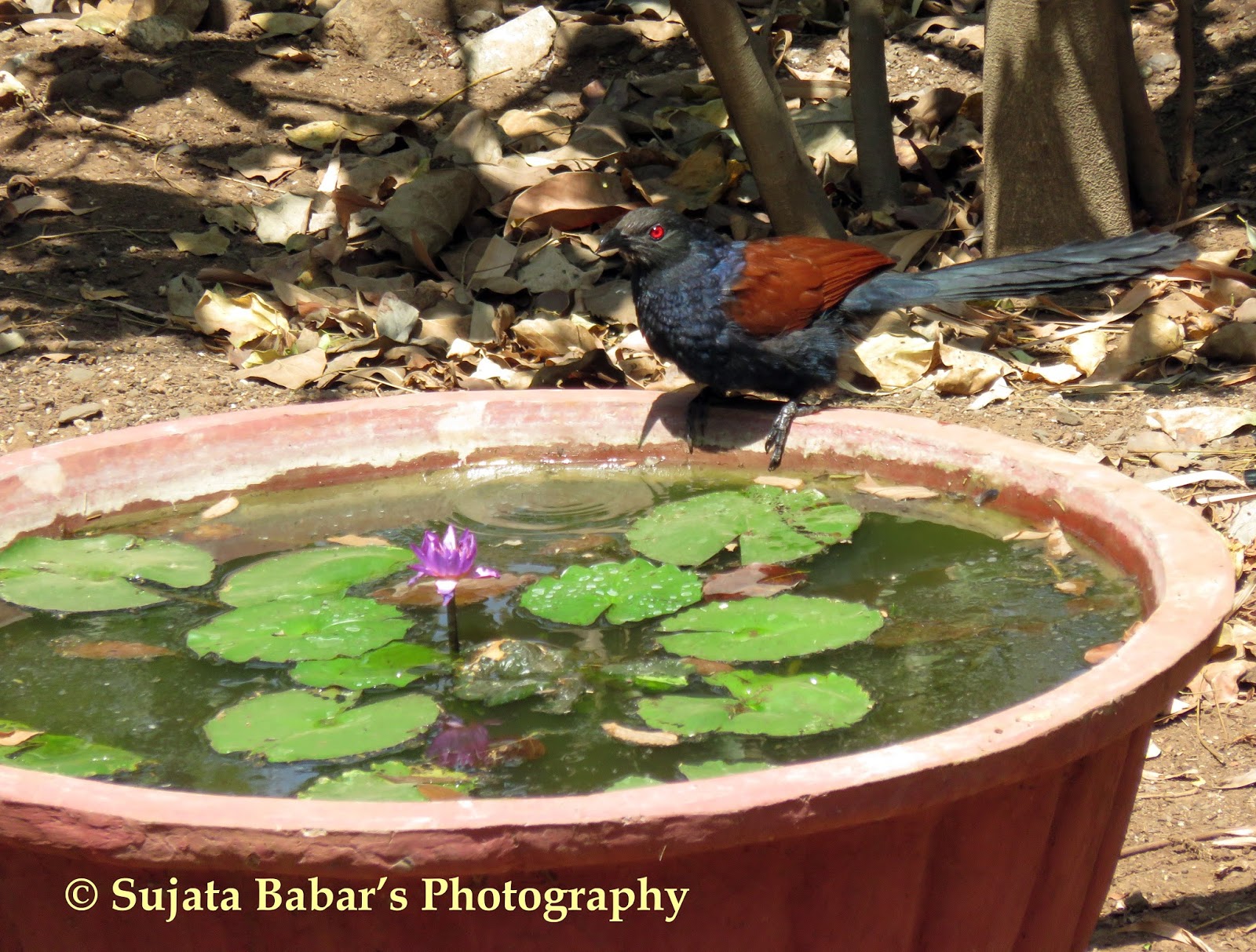 the winged souls à¤­ à¤°à¤¦à¤¸ à¤¤ à¤­ à¤°à¤¦ à¤µ à¤ the winged souls à¤­ à¤°à¤¦à¤¸ à¤¤ à¤­ à¤°à¤¦ à¤µ à¤