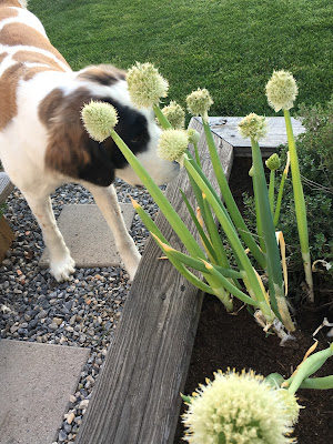 St. Bernard in the garden