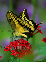 http://www.public-domain-image.com/fauna-animals-public-domain-images-pictures/insects-and-bugs-public-domain-images-pictures/butterflies-and-moths-pictures/butterfly-butterflies-wings.jpg.html