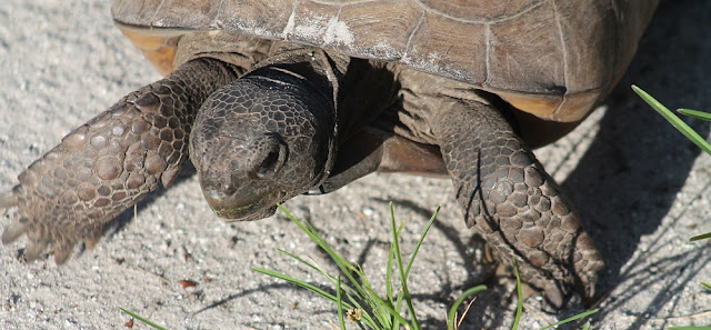 Gopher Tortoise Gopher Tortoise
