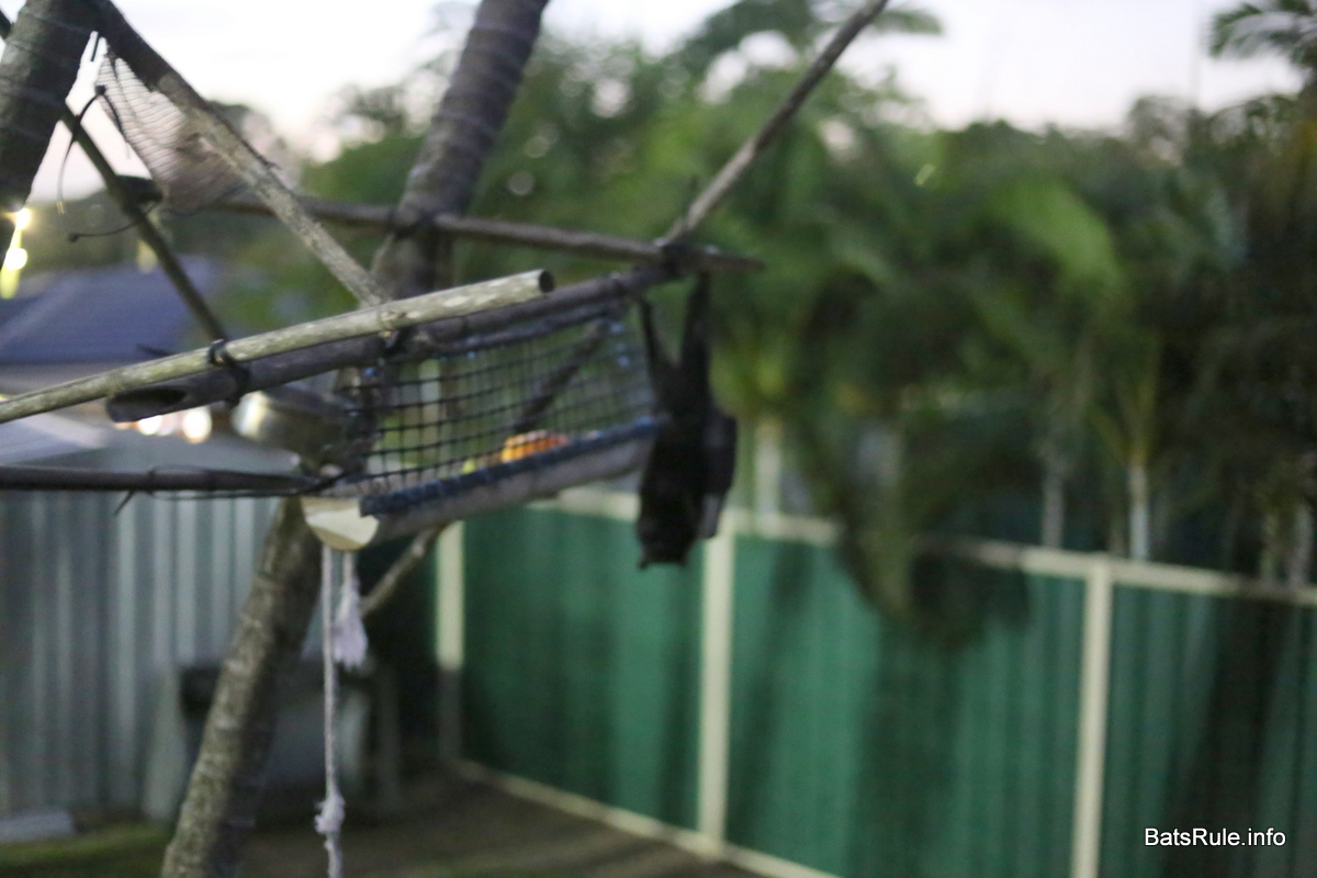 Backyard Megabat Black Male Flying Fox Fruit Bat