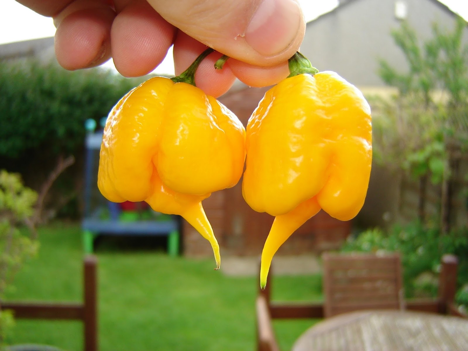 7 pot Primo Orange Chili Peppers