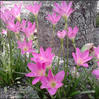 Pensiun yang Tertunda dan Murid Berkebutuhan Khusus