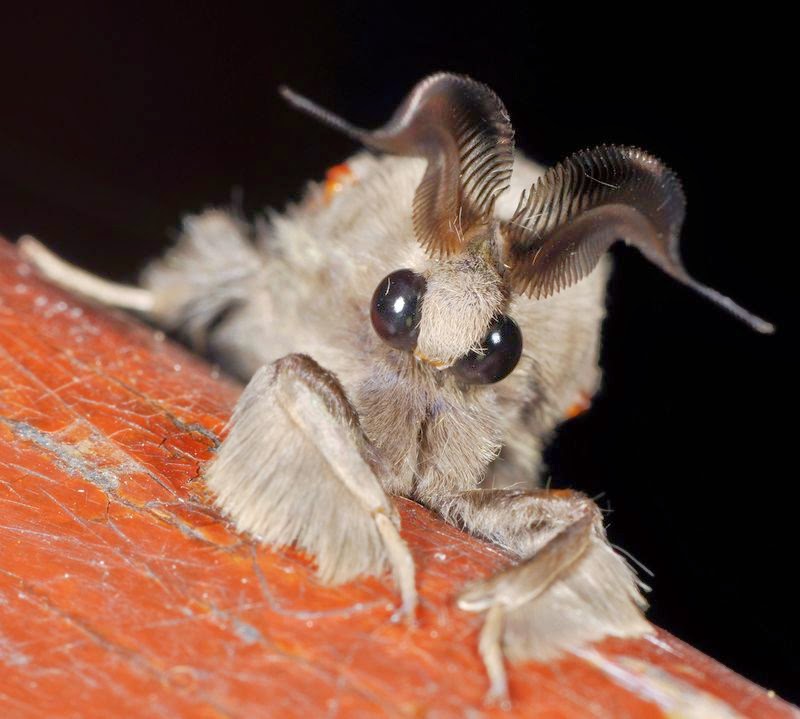 VENEZUELAN POODLE MOTH photos - wallpapers (ανανεωμένο) | the fun bank