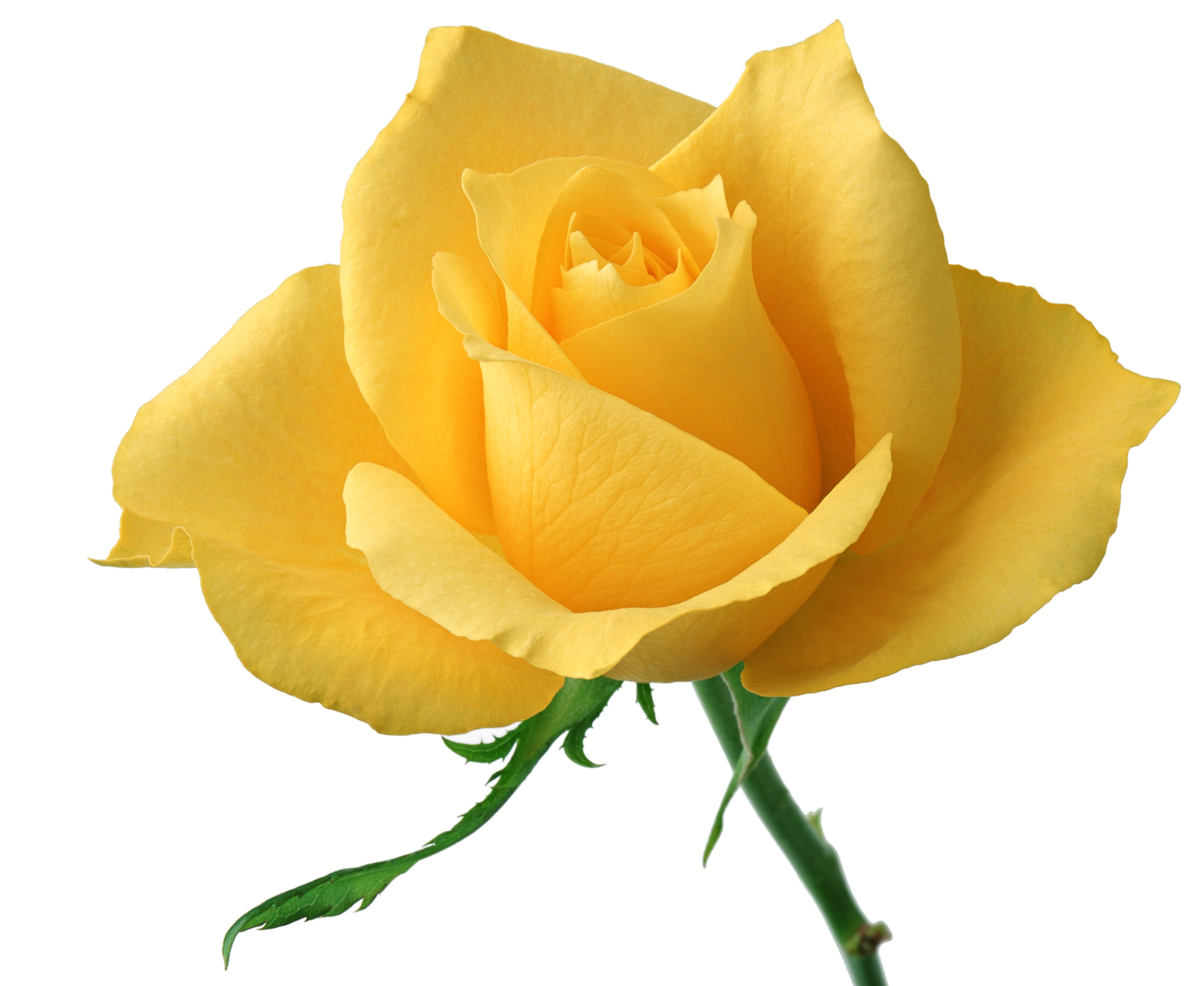 clipart rose jaune - photo #4