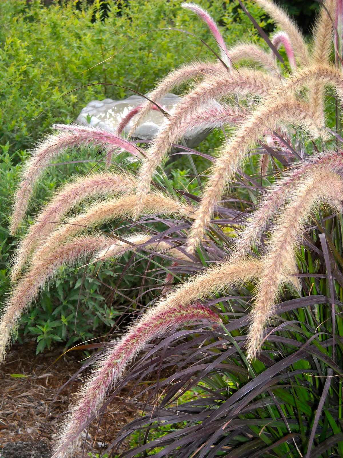 A Kansas Prairie Garden Purple Fountain Grass...Every Year