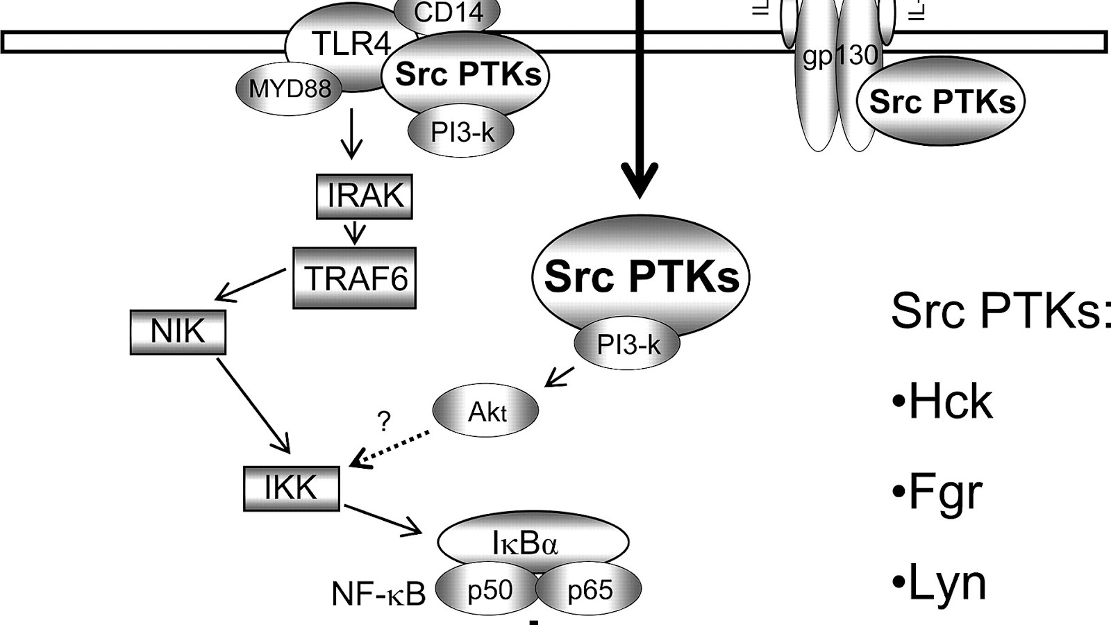 Protooncogene tyrosineprotein kinase Src Protein Choices