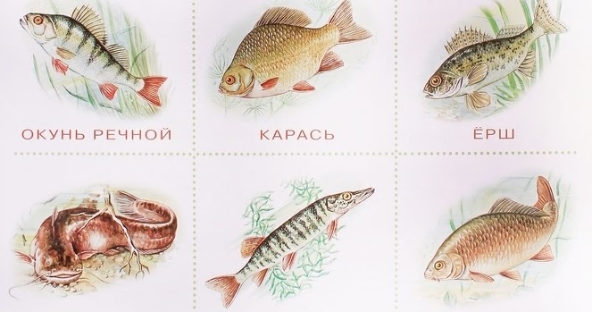Картинка речные рыбы для детей. Пресноводные рыбы Нищева. Картина Пресноводные рыбы Нищева. Карточки рыбы. Пресноводные рыбы для детей.