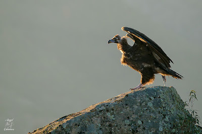 Buitre negro (Aegypius monachus)