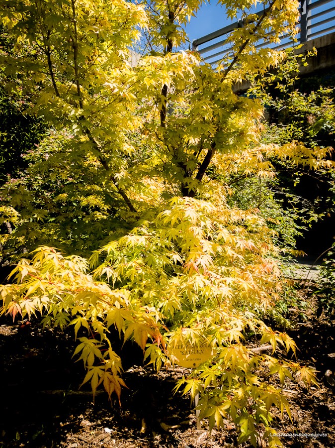 Estufa Fría del parque Juan Carlos I