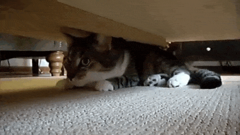 cat who mastered the art of hid and seek