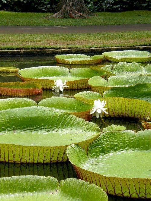 Animales y Plantas de Perú PLAAN: Lirio de Agua - Victoria regia