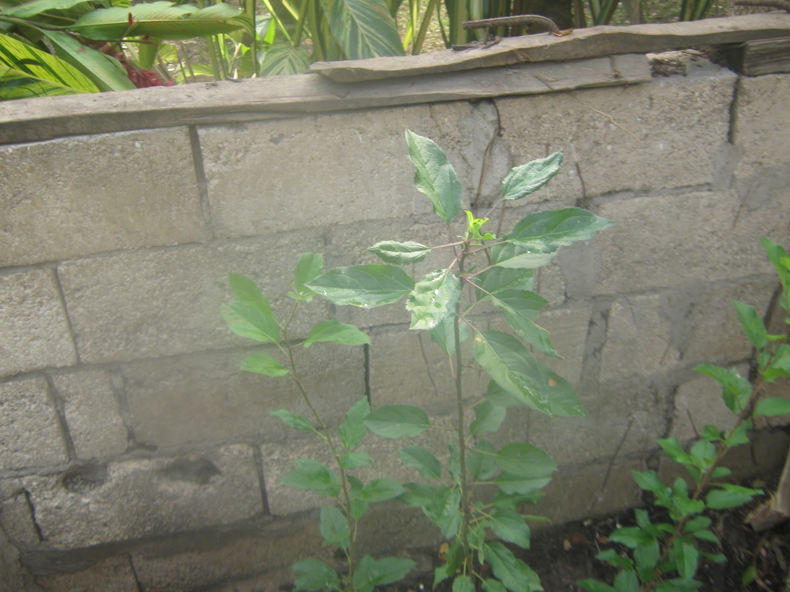 Growing apples in Jamaica