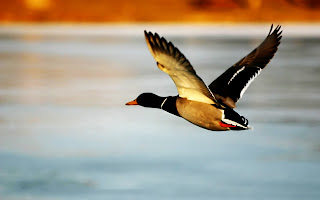Duck Flying over Lake HD Wallpaper
