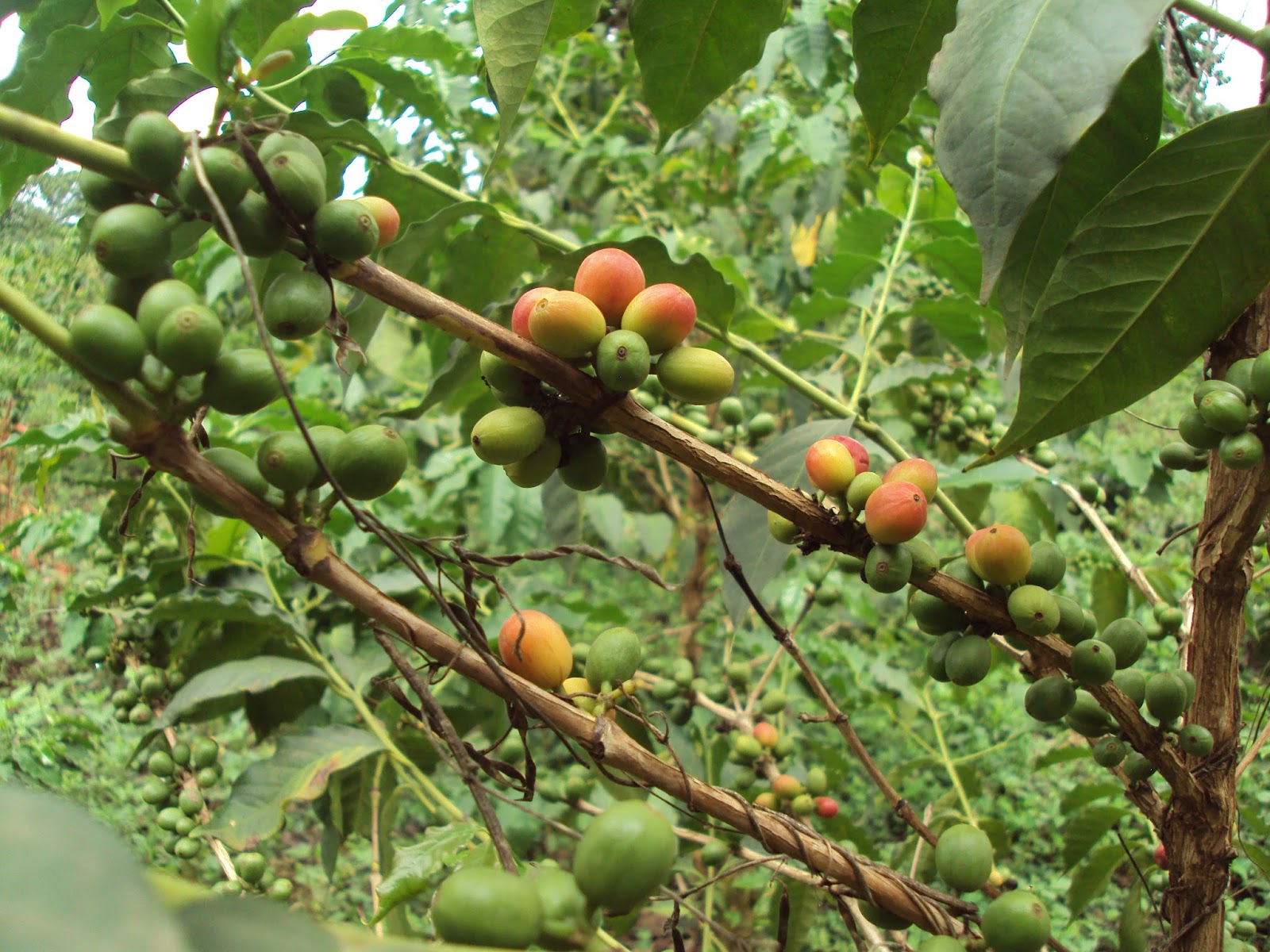 punertava aasi alaiset porno