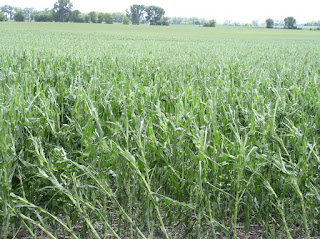 hail-damaged-corn-july7