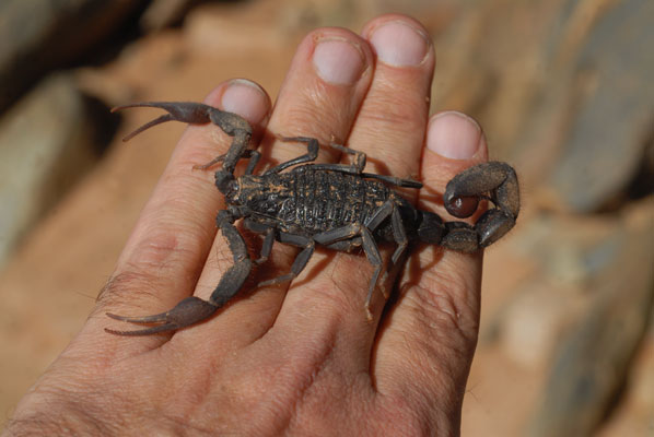 THE VIEW FROM FEZ Scorpions in Morocco Update THE VIEW FROM FEZ Scorpions in Morocco Update