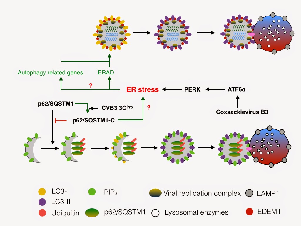 Virology tidbits Coxsackievirus B3 and BPIFB3 silencing required for