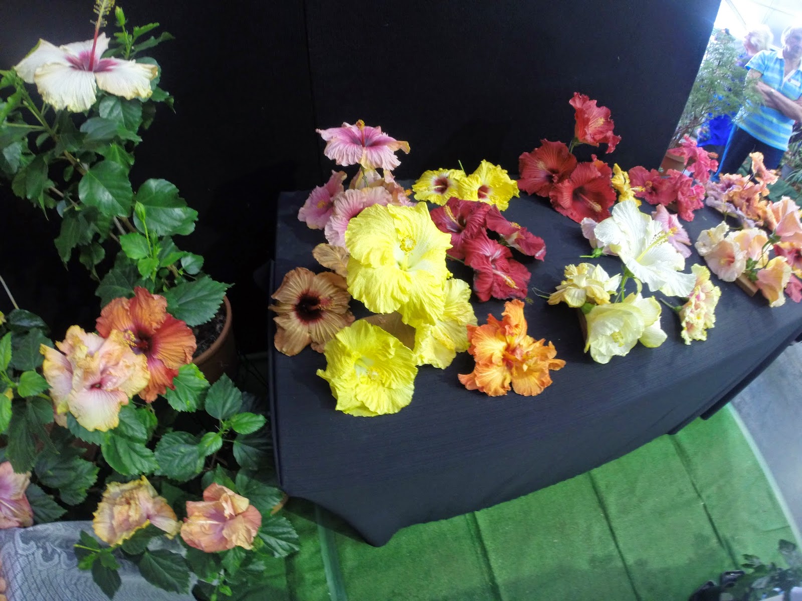 My Veggie Garden Queensland Garden Expo