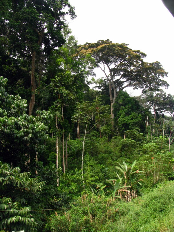 following the fragrance of shooting stars: Update Gabon to Congo to DRC ...