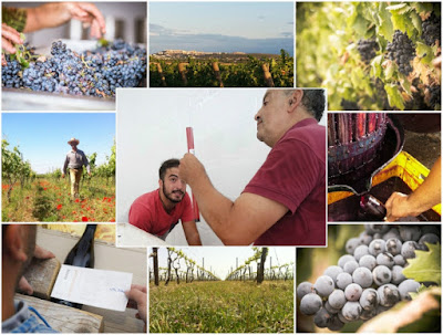 cantina petracavallo mottola vini