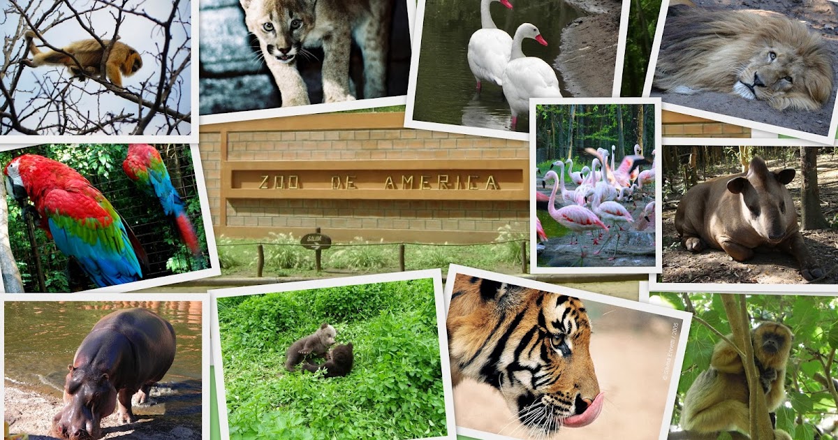 El Zoológico En El Nivel Inicial Unidad didáctica