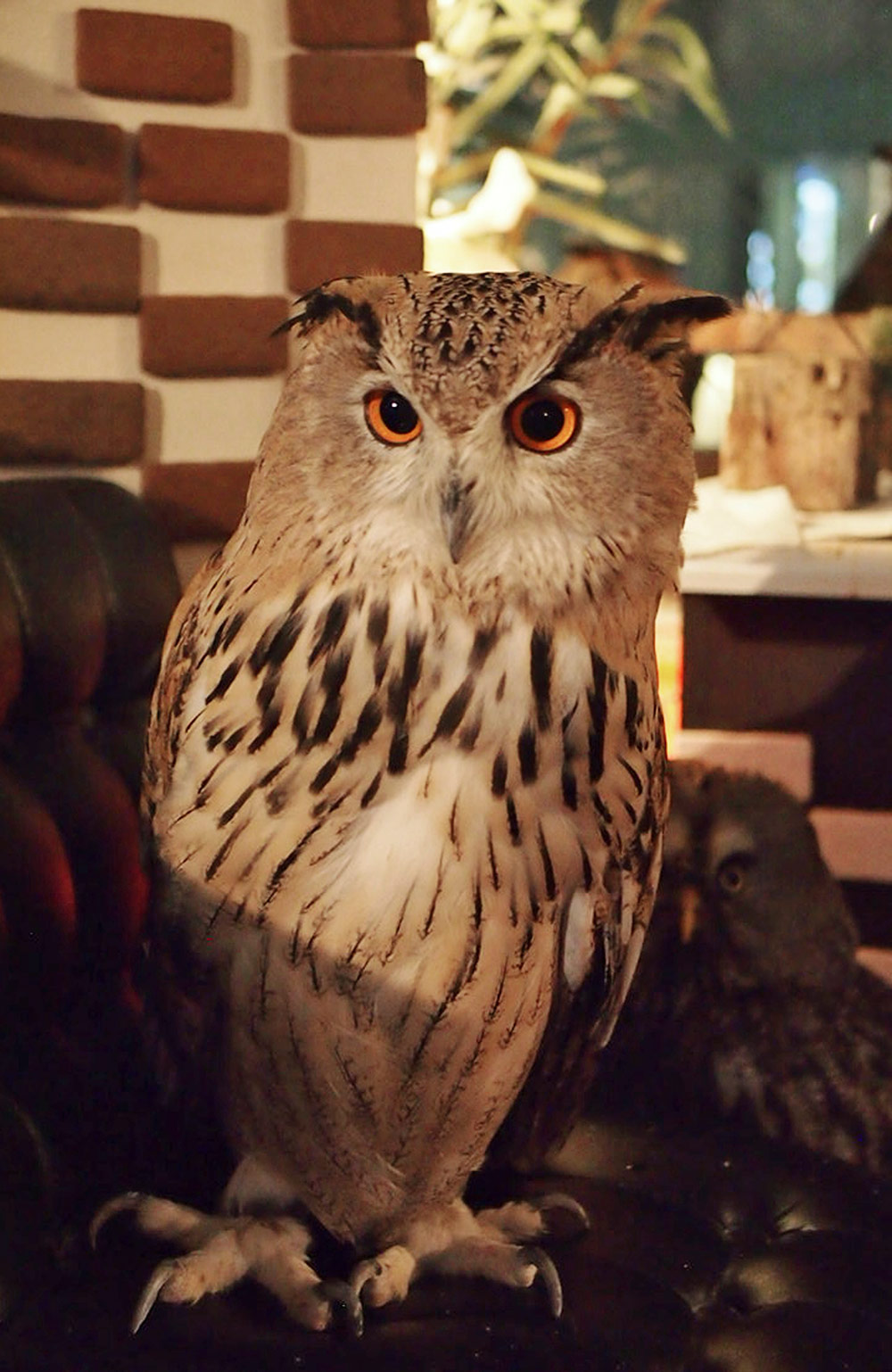 Owl Cafe {Japan Travel} - What it is like to become friends with owls - Every Little Thing