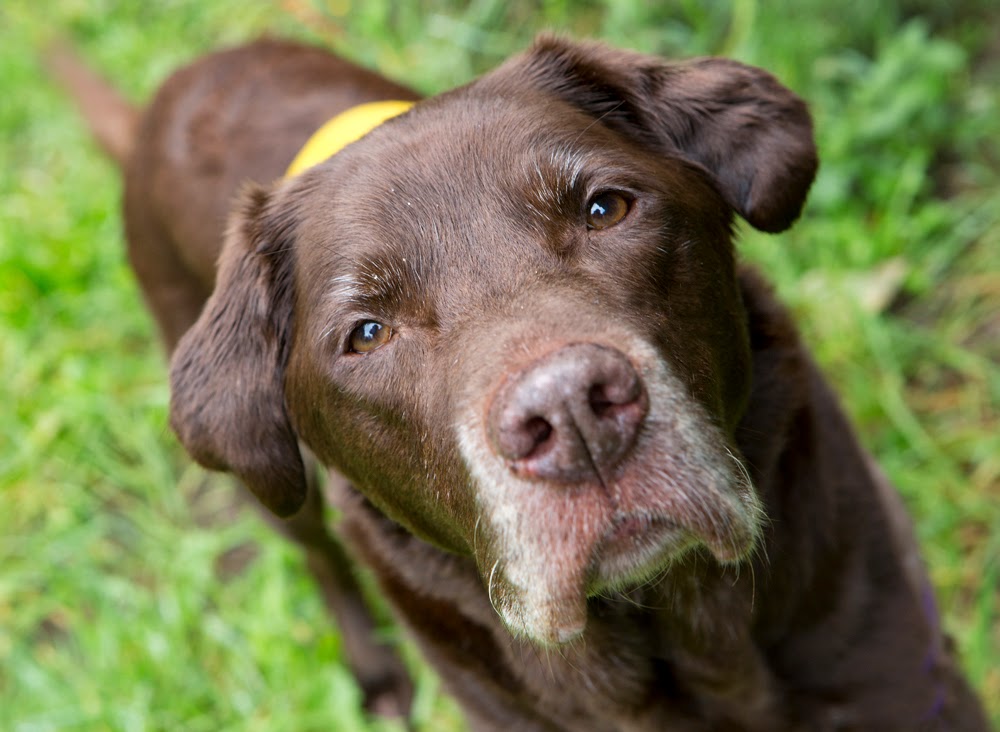 Shelter Dogs of Portland "MAISY" a lovely senior Chocolate Lab gal