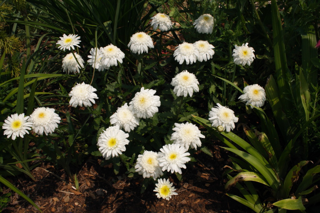 My Virtual Maryland Garden Warfare in the garden