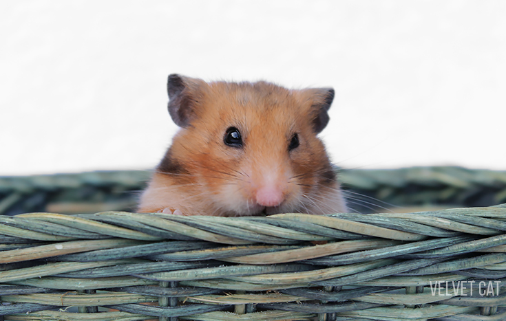 doña bigotes hamster comun noah