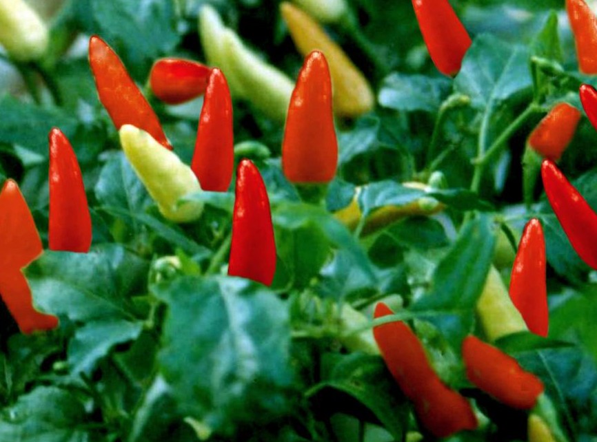 penanaman benih cabe merah